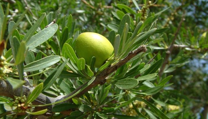Aceite de Argán