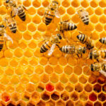 Veneno-De-Abeja-Que-Es-Y-Los-8-Mejores-Del-Mercado